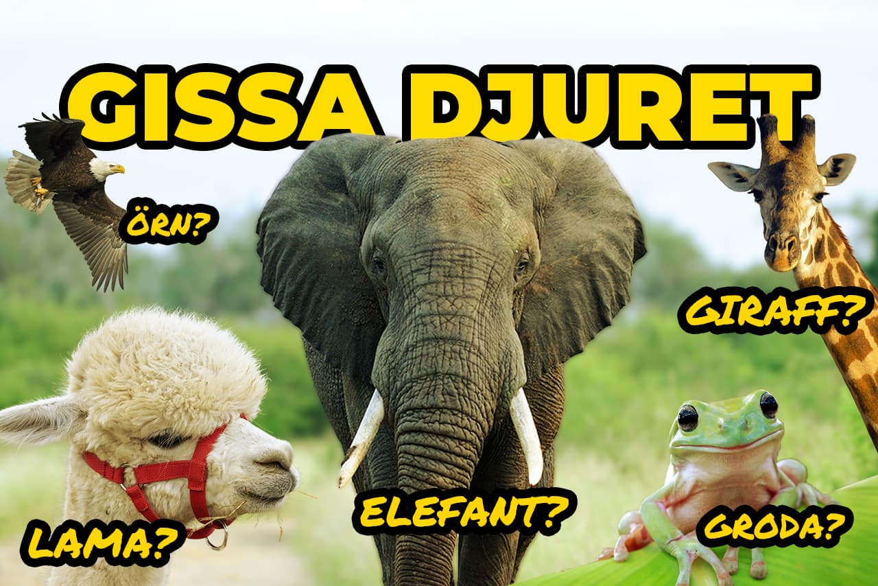 Gissa djuret musikquiz